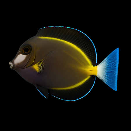 Acanthurus japonicus (Powder Brown Surgeonfish)