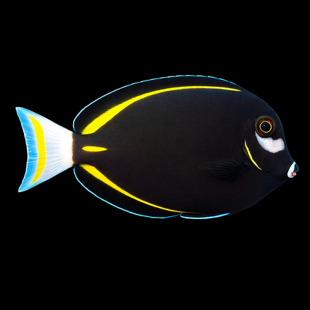 Acanthurus nigricans (Fluwelen Doktersvis)