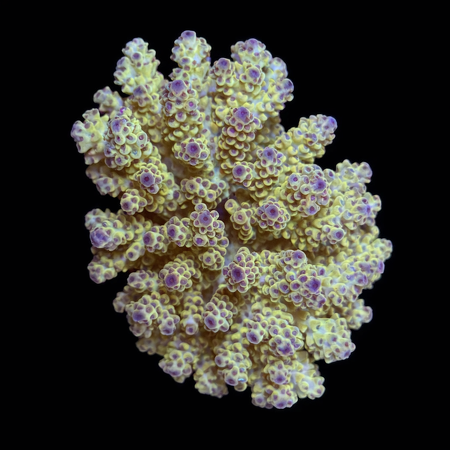 Acropora Fiji Special Rare L (Ong. 8-9 cm) WYSIWYG (1773439524896)