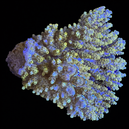 Acropora Fiji Special Rare XL (Ong. 10-12 cm) WYSIWYG (1773439636785)