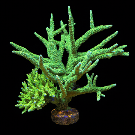 Acropora Green XXXXL (Ong. 25+ cm) WYSIWYG (1784810034339)