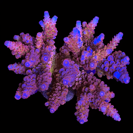 Acropora hyacinthus rare XL (Ong. 10-12 cm) WYSIWYG (1773439083556)
