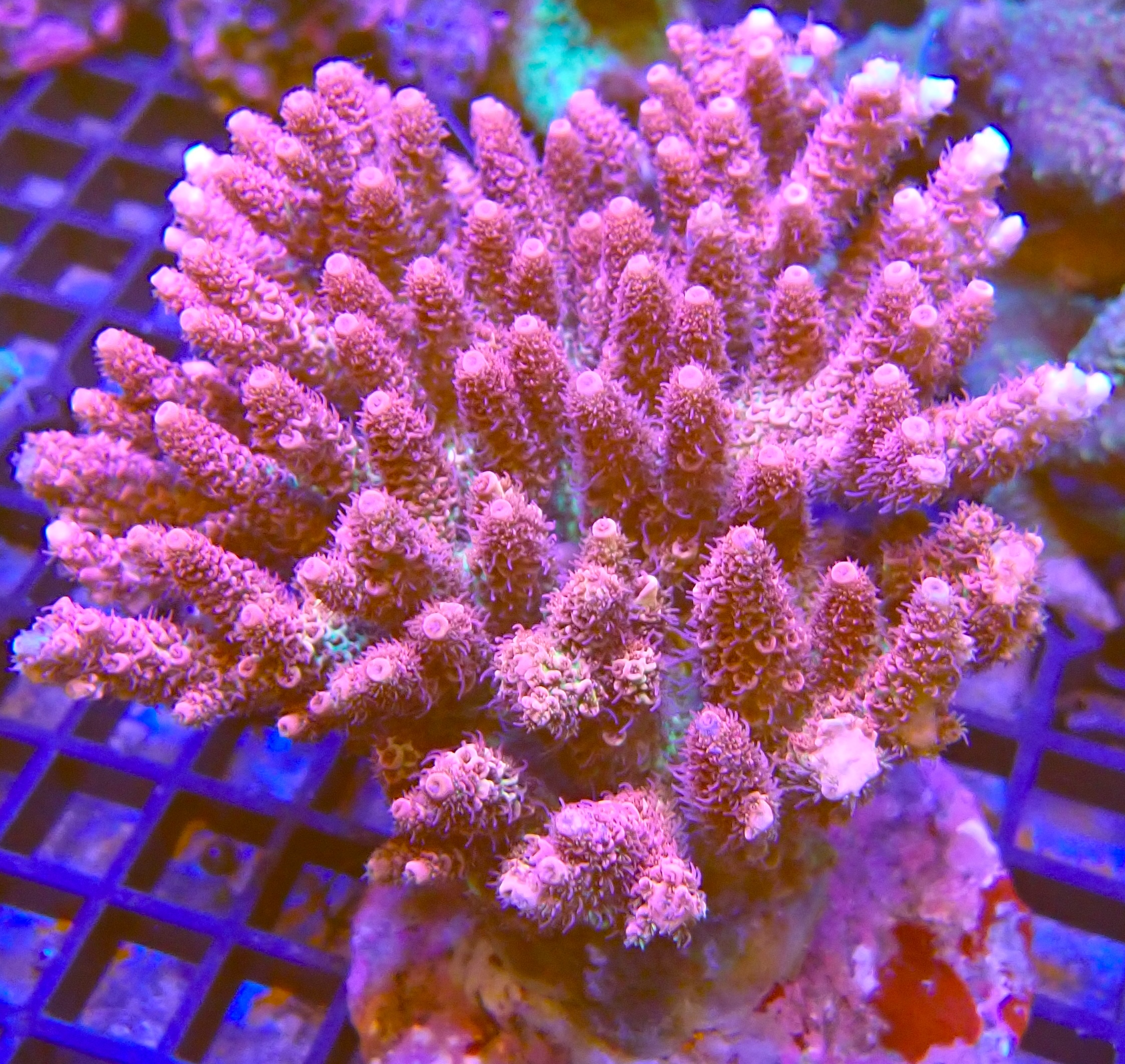 Acropora Hyacinthus red WYSIWYG (1767989708932)