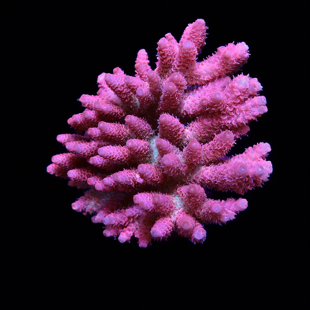 Acropora Hyacinthus XL (Ong. 10-12 cm) WYSIWYG (1773253476066)