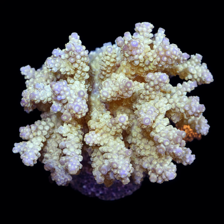 Acropora L (Ong. 8-9 cm) WYSIWYG (1773439268084)
