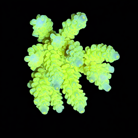 Acropora M (Ong. 6-7 cm) WYSIWYG (1773438607031)