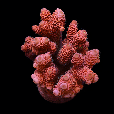 Acropora Millepora Red M (Ong. 6-7 cm) WYSIWYG (1775972550424)
