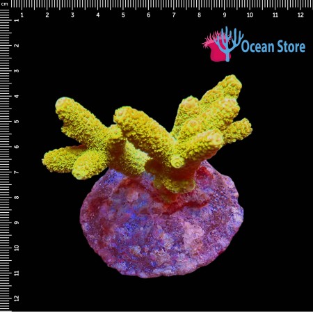 Acropora Millepora WYSIWYG