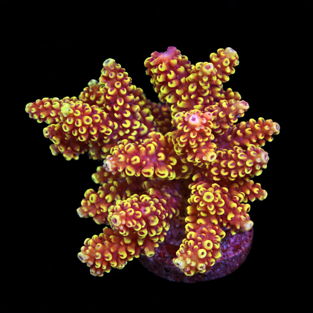 Acropora nasuta L (Ong. 8-9 cm) WYSIWYG (1790190664828)