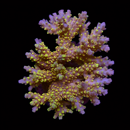 Acropora Pikachu M (Ong. 6-7 cm) WYSIWYG (1776005544354)