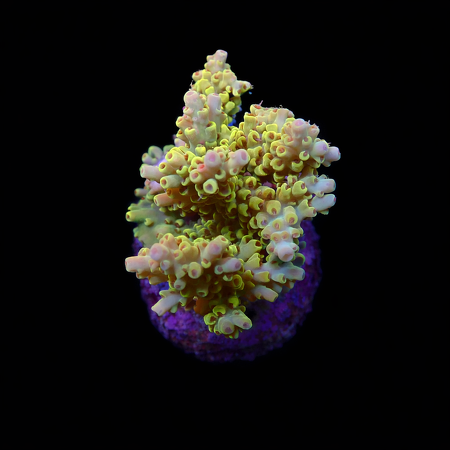 Acropora Pikachu S (Ong. 4-5 cm) WYSIWYG (1776004261728)