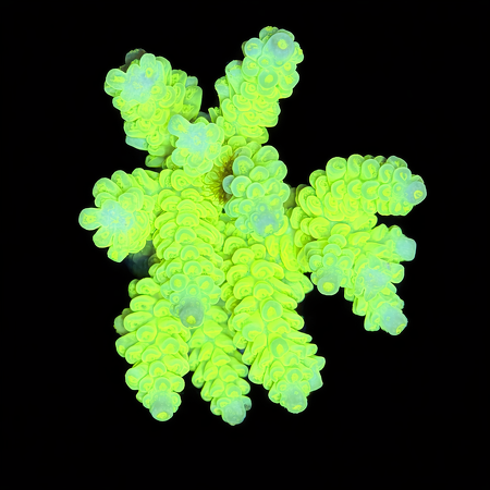 Acropora S (Ong. 4-5 cm) WYSIWYG (1773438576139)