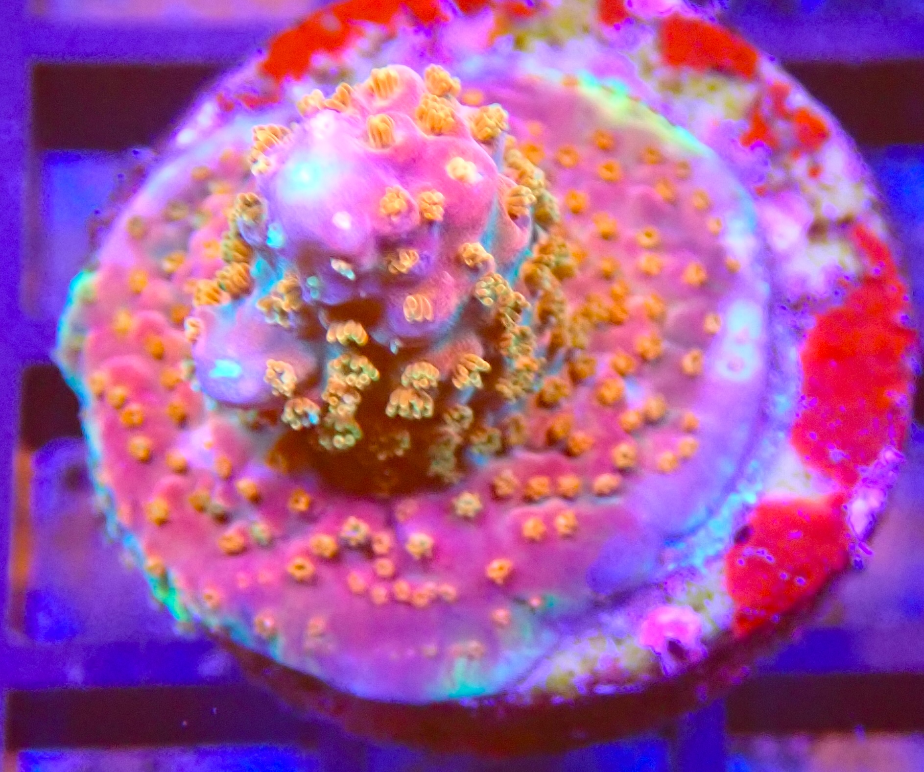 Acropora sp. frag WYSIWYG (1767989808432)