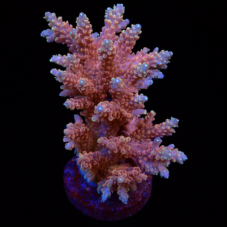 Acropora sp. L (Ong. 8-9 cm) WYSIWYG (1778574450208)
