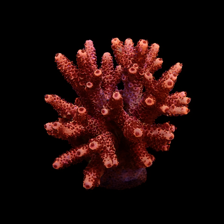 Acropora sp. L (Ong. 8-9 cm) WYSIWYG (1778574532497)