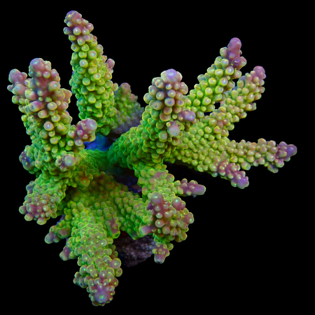 Acropora sp. L (Ong. 8-9 cm) WYSIWYG (1778574567395)