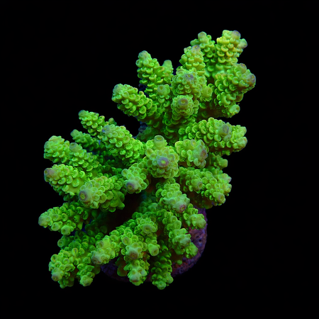 Acropora sp. L (Ong. 8-9 cm) WYSIWYG (1778574581535)