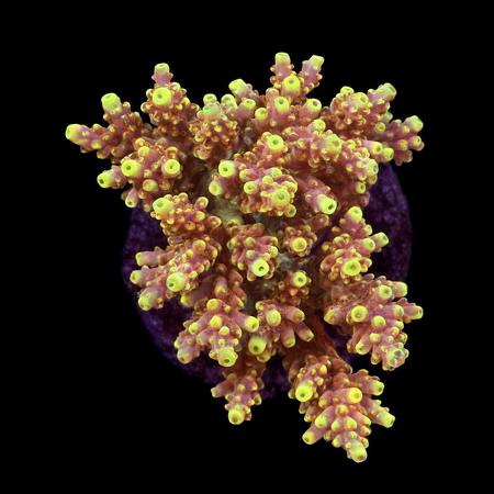Acropora sp. L (Ong. 8-9 cm) WYSIWYG (1784742613434)