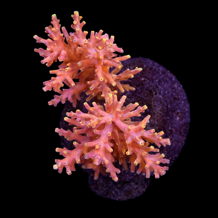 Acropora sp. L (Ong. 8-9 cm) WYSIWYG (1784742616325)