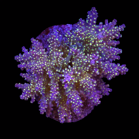 Acropora sp. L (Ong. 8-9 cm) WYSIWYG (1784742619032)