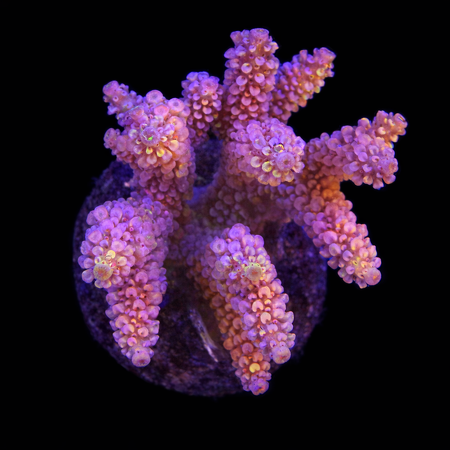 Acropora sp. L (Ong. 8-9 cm) WYSIWYG (1784742621819)