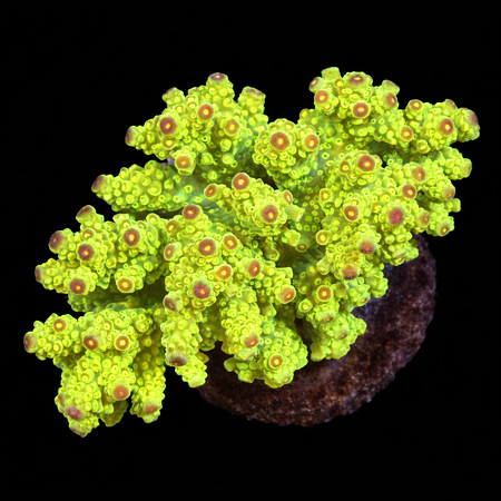 Acropora sp. L (Ong. 8-9 cm) WYSIWYG (1784742629753)