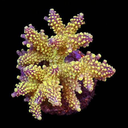 Acropora sp. L (Ong. 8-9 cm) WYSIWYG (1784742632770)