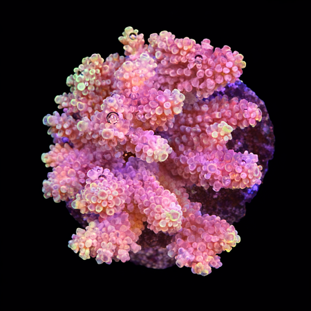 Acropora sp. L (Ong. 8-9 cm) WYSIWYG (1784742637749)