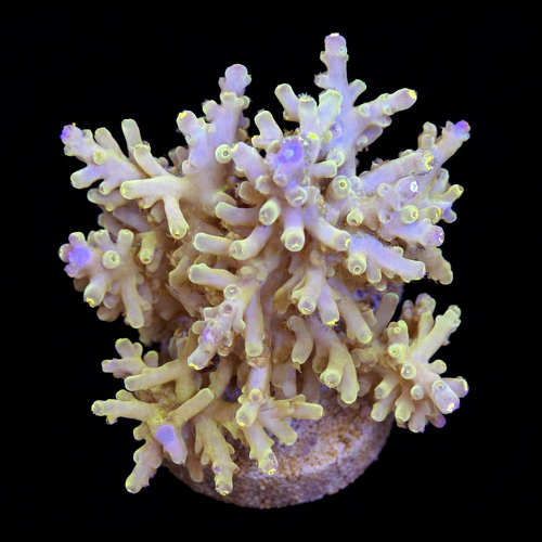 Acropora sp. L (Ong. 8-9 cm) WYSIWYG (1790873722688)