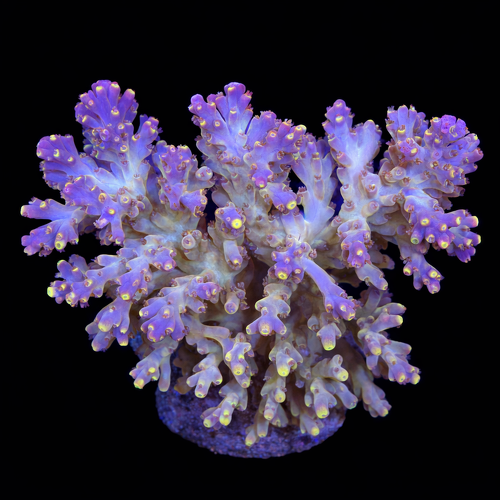 Acropora sp. L (Ong. 8-9 cm) WYSIWYG (1790873738105)