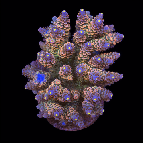 Acropora sp. L (Ong. 8-9 cm) WYSIWYG (1790873763524)