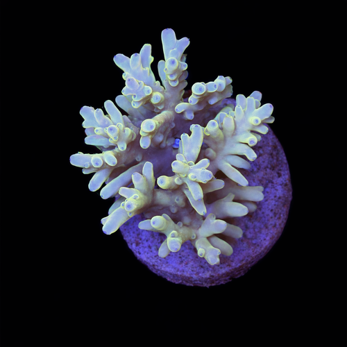 Acropora sp. L (Ong. 8-9 cm) WYSIWYG (1790873777253)