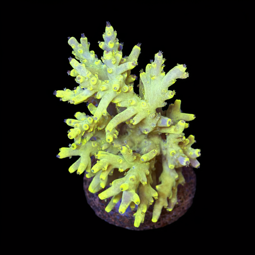 Acropora sp. L (Ong. 8-9 cm) WYSIWYG (1790873790507)