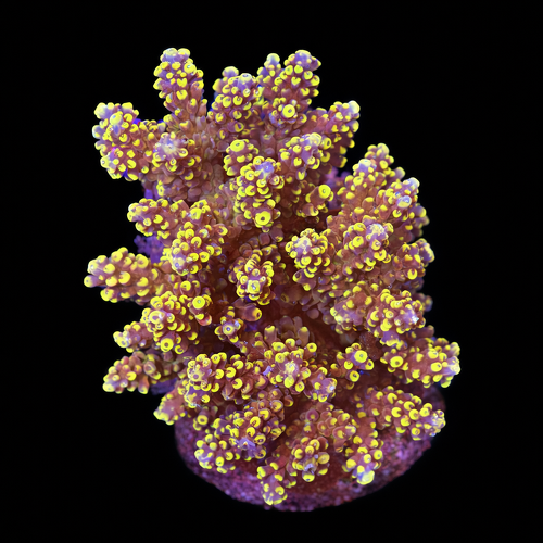 Acropora sp. L (Ong. 8-9 cm) WYSIWYG (1790873809321)