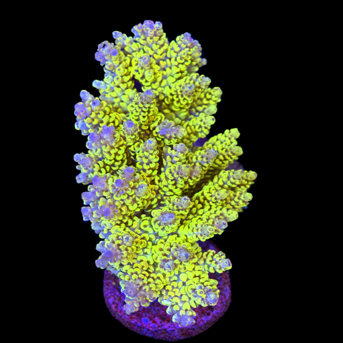 Acropora sp. L (Ong. 8-9 cm) WYSIWYG (1790873823656)