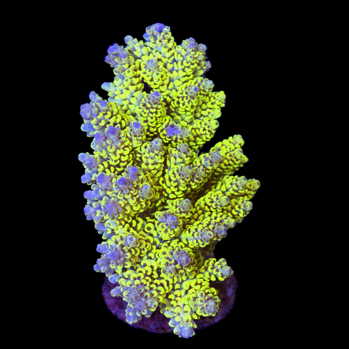 Acropora sp. L (Ong. 8-9 cm) WYSIWYG (1790873838740)