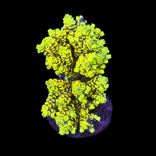 Acropora sp. L (Ong. 8-9 cm) WYSIWYG (1790873853472)