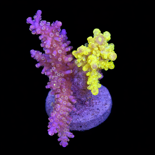 Acropora sp. L (Ong. 8-9 cm) WYSIWYG (1790873866222)