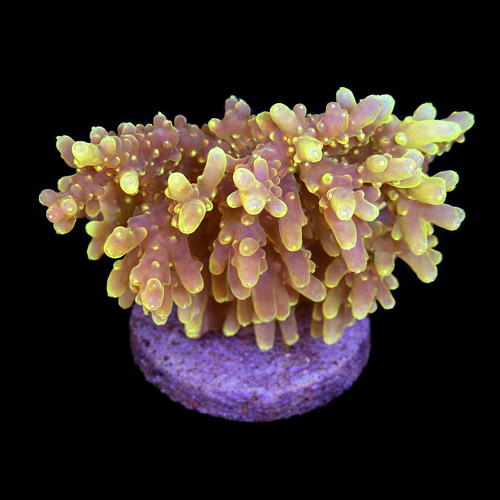 Acropora sp. L (Ong. 8-9 cm) WYSIWYG (1790873879288)