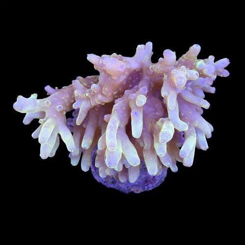 Acropora sp. L (Ong. 8-9 cm) WYSIWYG (1790873892254)
