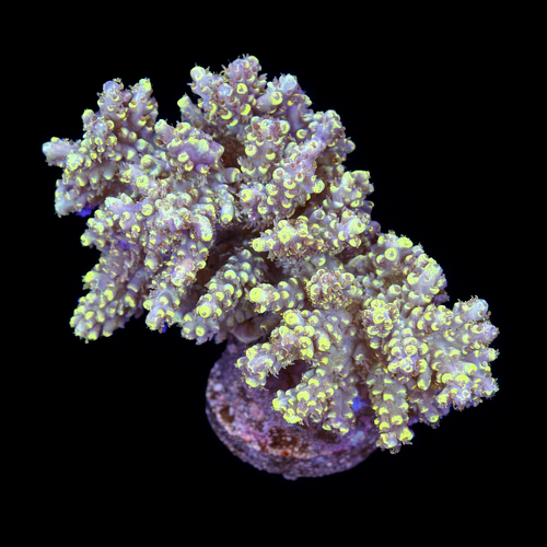 Acropora sp. L (Ong. 8-9 cm) WYSIWYG (1790874058370)