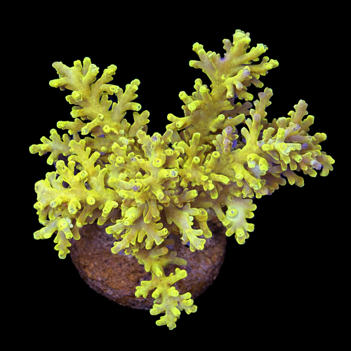 Acropora sp. L (Ong. 8-9 cm) WYSIWYG (1790874074387)