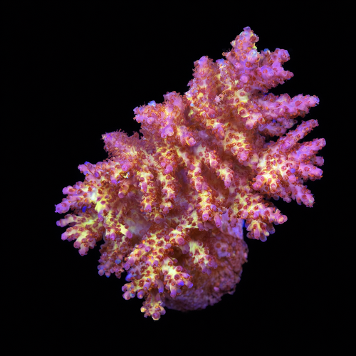 Acropora sp. L (Ong. 8-9 cm) WYSIWYG (1790874094670)