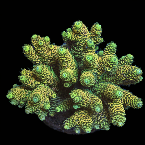 Acropora sp. L (Ong. 8-9 cm) WYSIWYG (1790874414354)