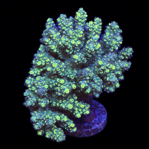Acropora sp. L (Ong. 8-9 cm) WYSIWYG (1790874460469)