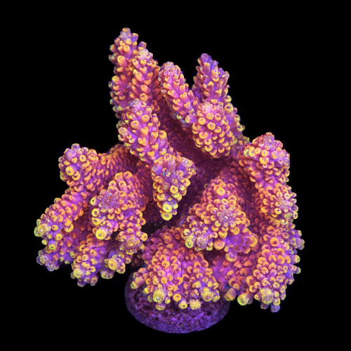 Acropora sp. L (Ong. 8-9 cm) WYSIWYG (1790874634949)