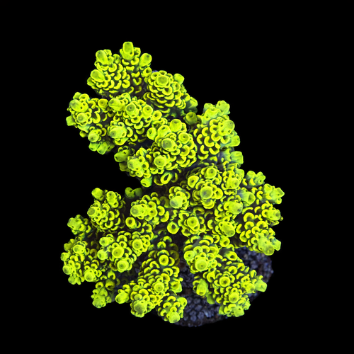Acropora sp. L (Ong. 8-9 cm) WYSIWYG (1790874637300)