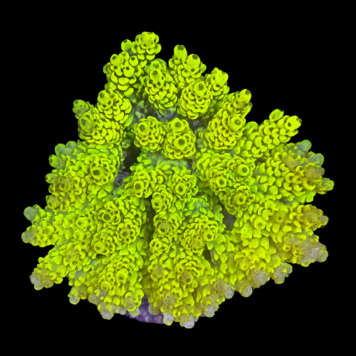 Acropora sp. L (Ong. 8-9 cm) WYSIWYG (1790874640360)