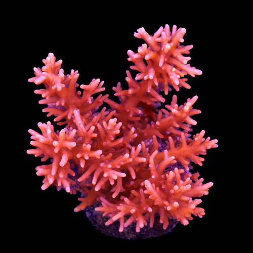 Acropora sp. L (Ong. 8-9 cm) WYSIWYG (1790874659730)