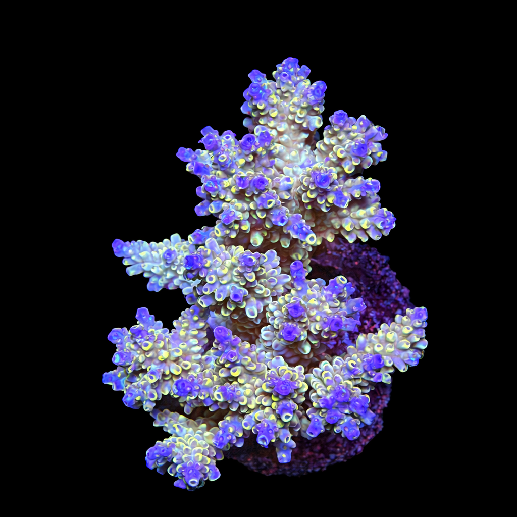 Acropora sp. L (Ong. 8-9 cm) WYSIWYG (1793212188507)